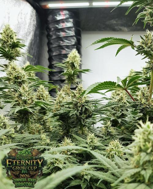 🥦Eternity Grow Cup |GGD. Week 9