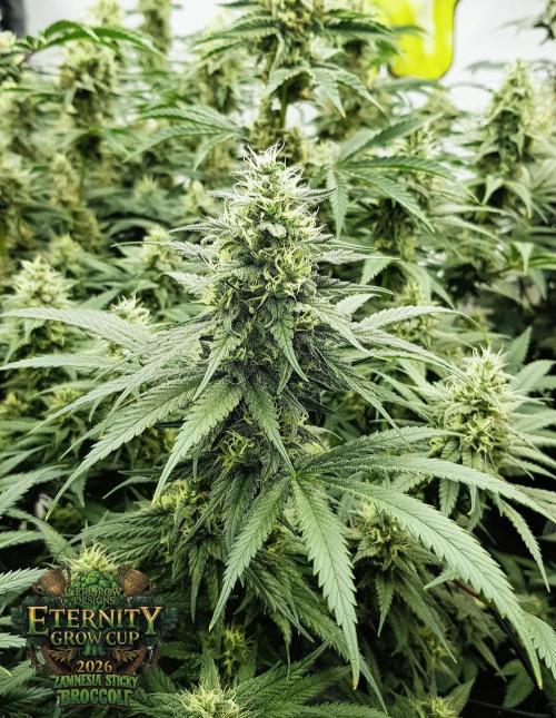 🥦Eternity Grow Cup |GGD. Week 9