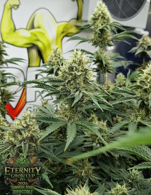 🥦Eternity Grow Cup |GGD. Week 9
