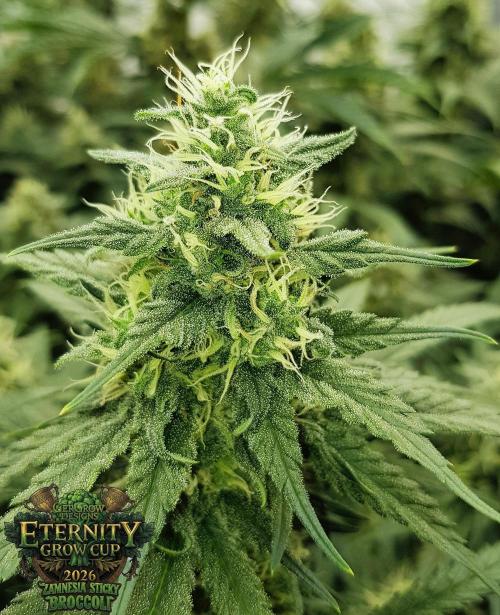 🥦Eternity Grow Cup |GGD. Week 9