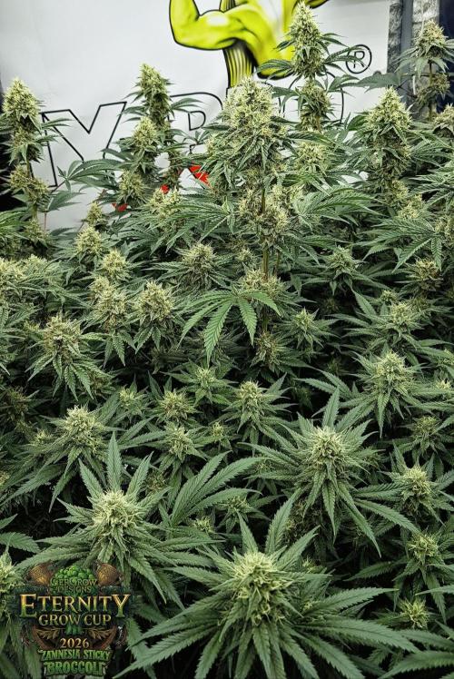 🥦Eternity Grow Cup |GGD. Week 9
