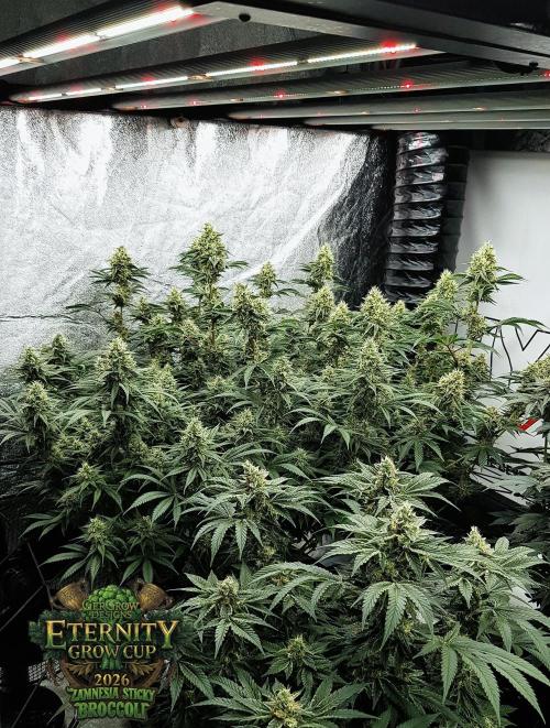 🥦Eternity Grow Cup |GGD. Week 9