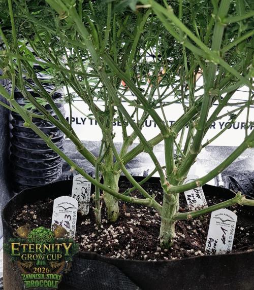 🥦Eternity Grow Cup |GGD. Week 9