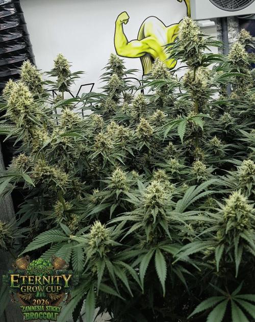 🥦Eternity Grow Cup |GGD. Week 9