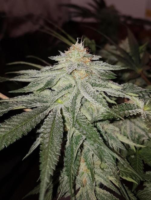 GGD Hunted Pheno #1. Week 10