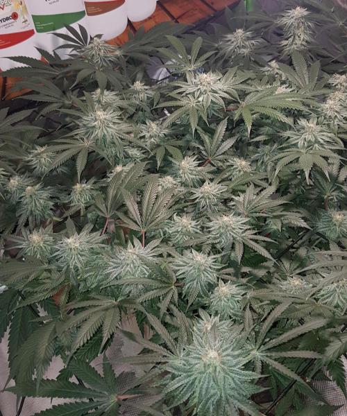 GGD Hunted Pheno #1. Week 10