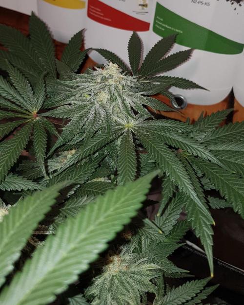 GGD Hunted Pheno #1. Week 10