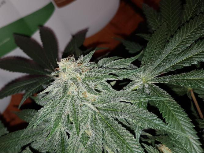 GGD Hunted Pheno #1. Week 10