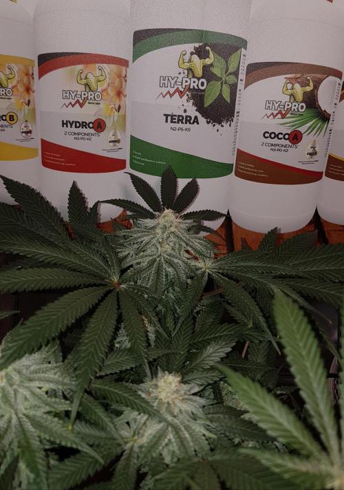 GGD Hunted Pheno #1. Week 10