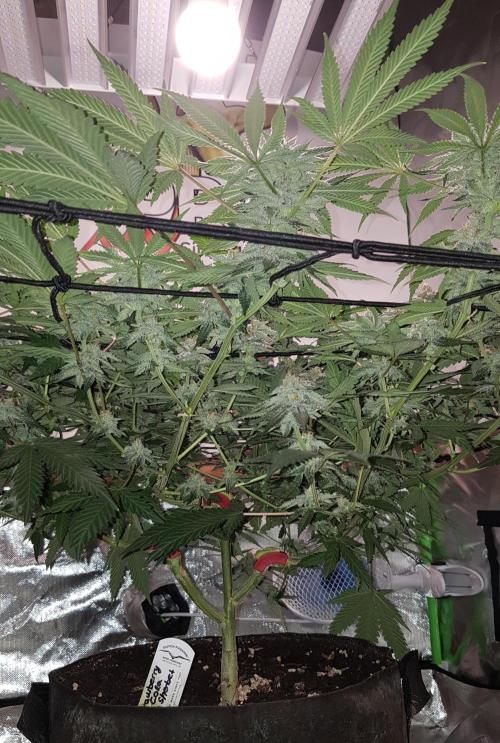 GGD Hunted Pheno #1. Week 10