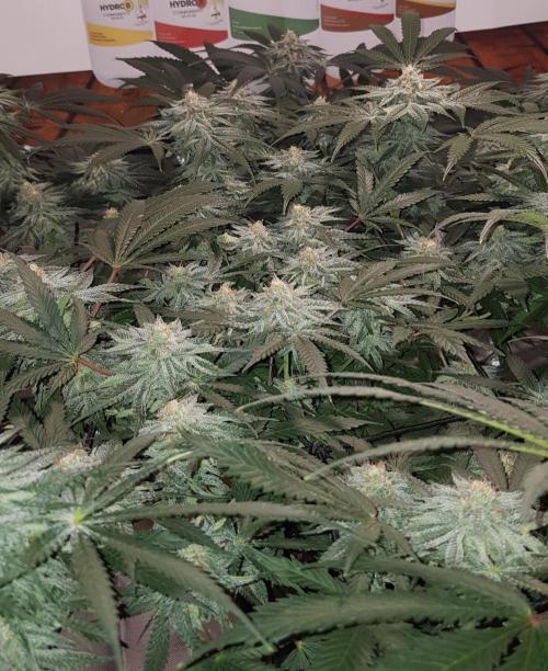 GGD Hunted Pheno #1. Week 10