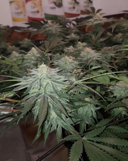 GGD Hunted Pheno #1. Week 10