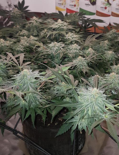 GGD Hunted Pheno #1. Week 10