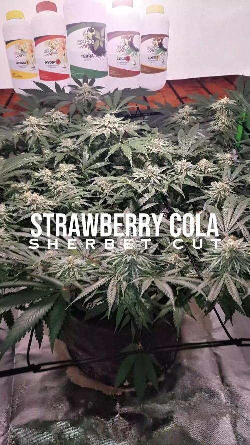 GGD Hunted Pheno #1