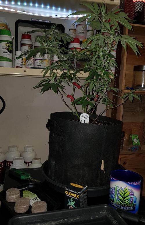 Sweet Seeds Forest #2. Week 1