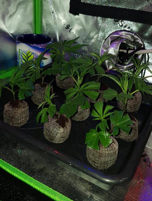 Sweet Seeds Forest #2. Week 1