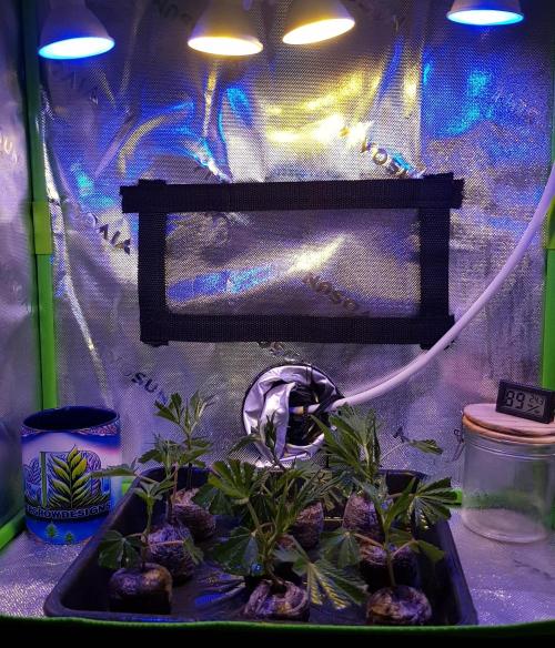 Sweet Seeds Forest #2. Week 1