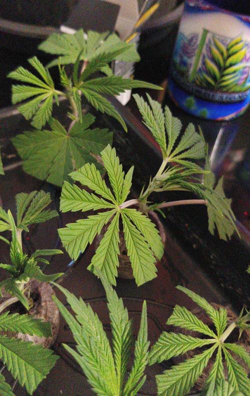 Sweet Seeds Forest #2. Week 1