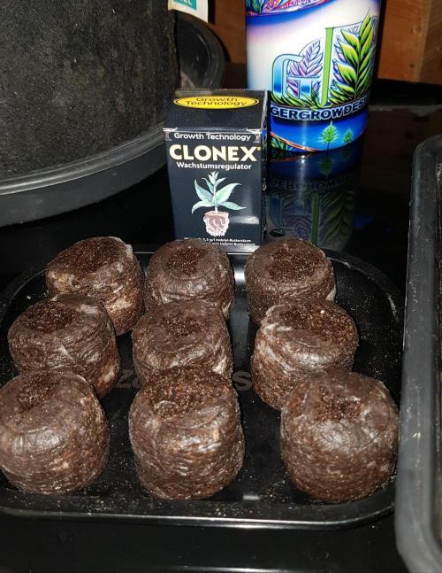 Sweet Seeds Forest #2. Week 1