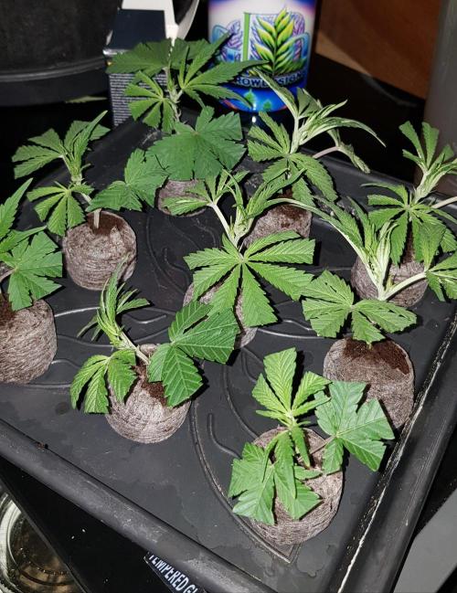 Sweet Seeds Forest #2. Week 1