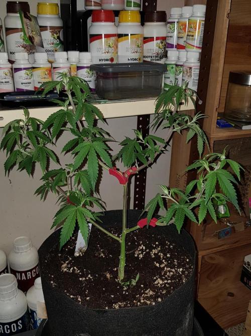 Sweet Seeds Forest #2. Week 1