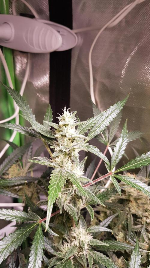 Soda Fusion. Week 9