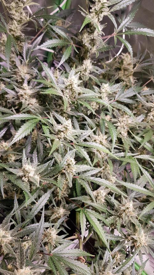 Soda Fusion. Week 9