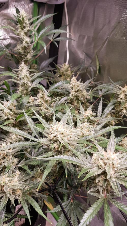 Soda Fusion. Week 9
