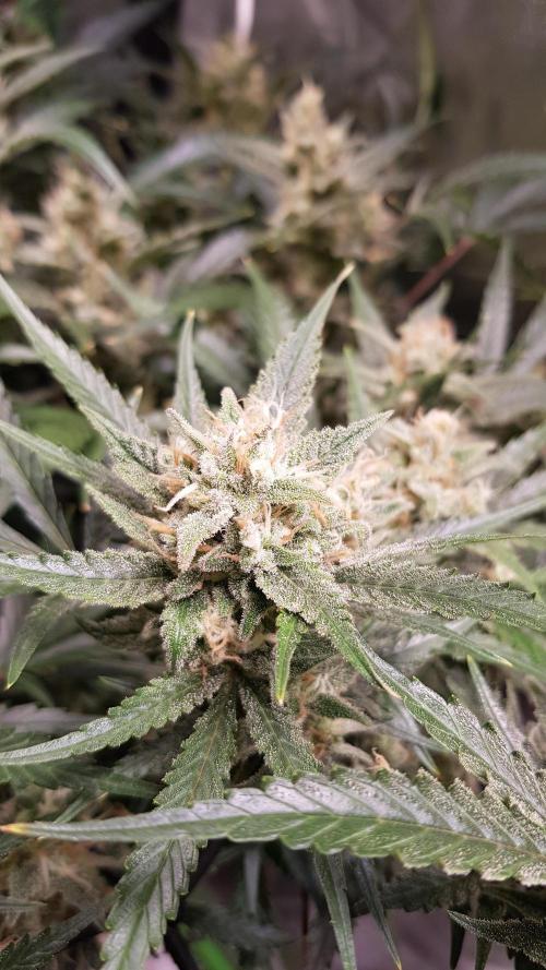 Soda Fusion. Week 9