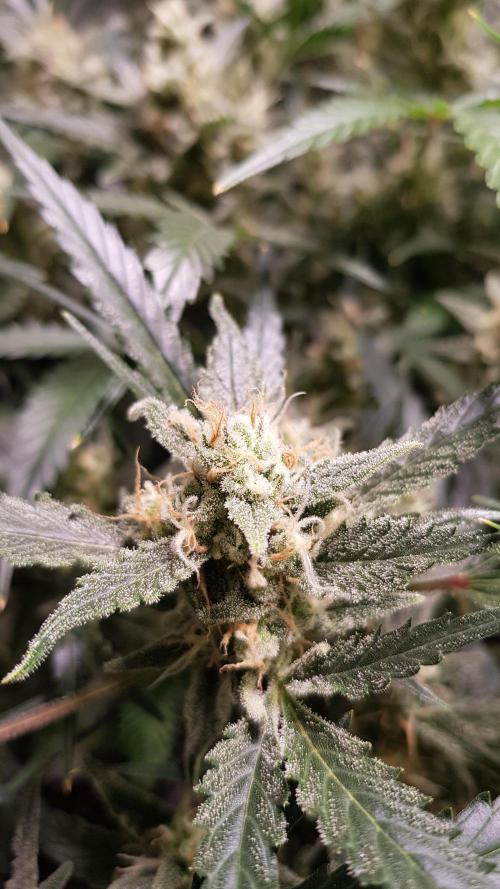 Soda Fusion. Week 9