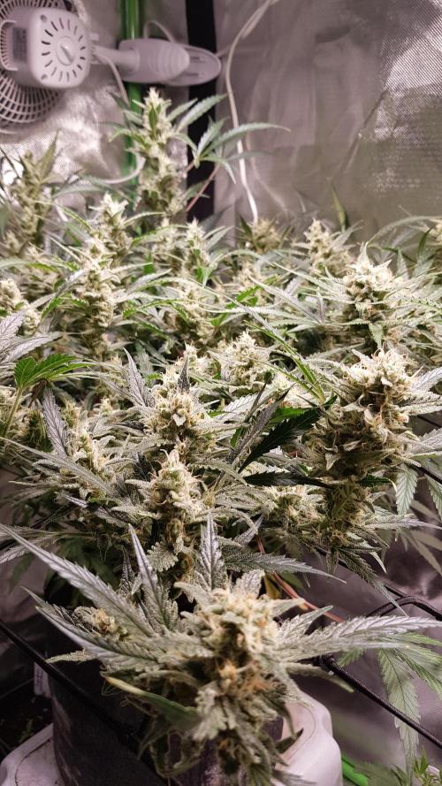 Soda Fusion. Week 9
