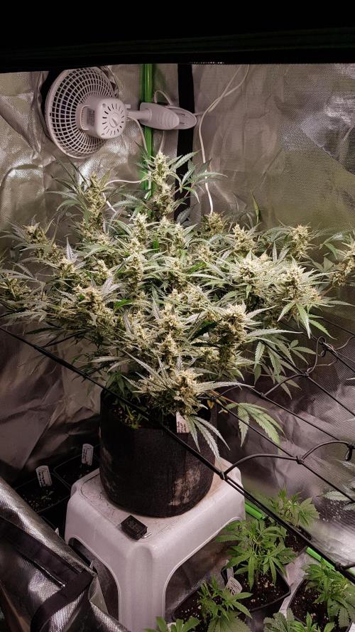 Soda Fusion. Week 9