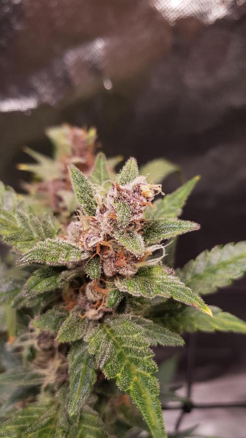 Hunting Berrys. Week 9