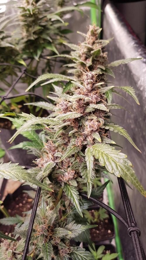 Hunting Berrys. Week 9