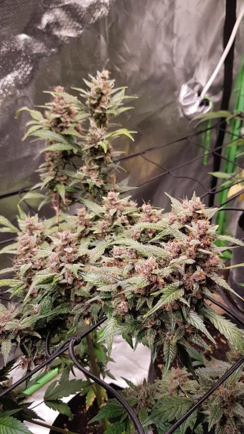 Hunting Berrys. Week 9