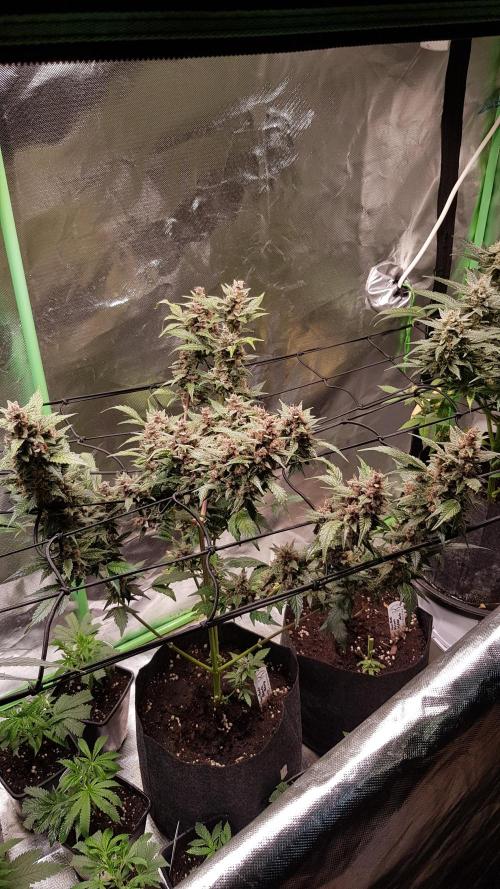 Hunting Berrys. Week 9