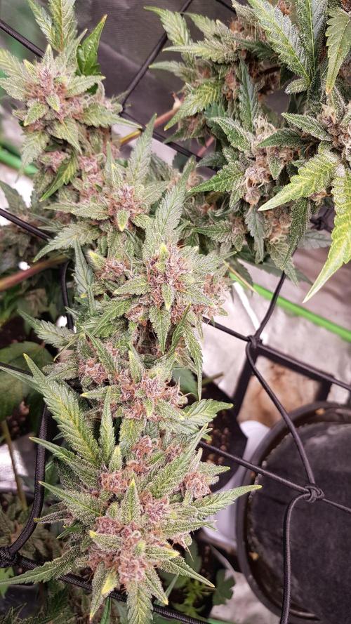 Hunting Berrys. Week 9