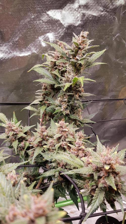 Hunting Berrys. Week 9