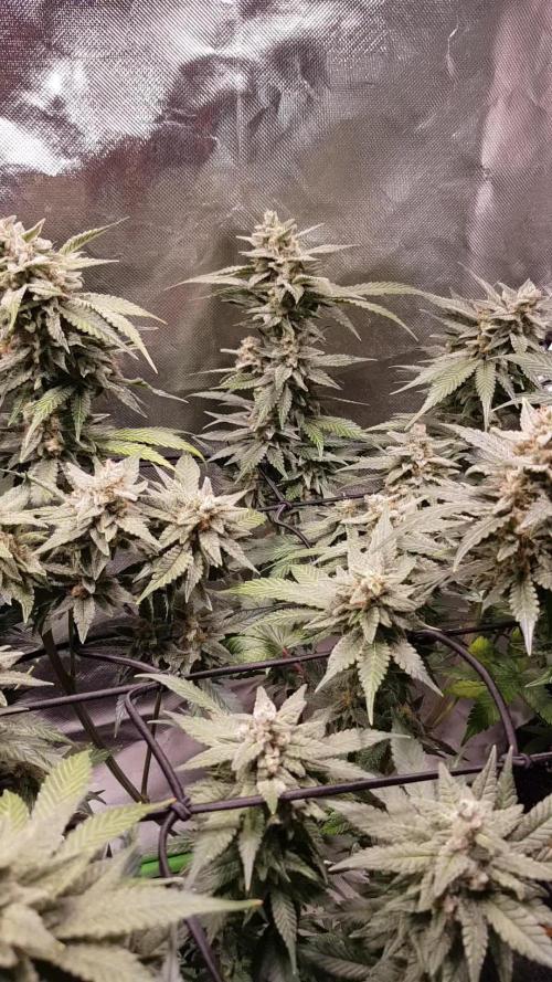 Haze goes Purple