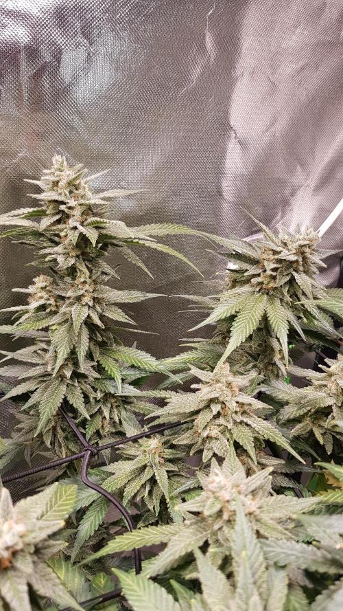 Haze goes Purple. Week 9