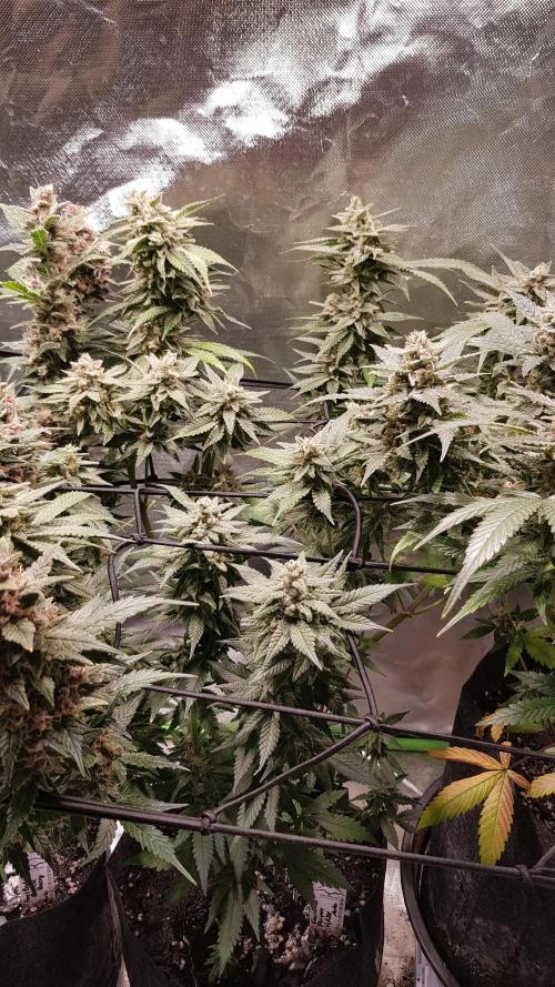 Haze goes Purple. Week 9