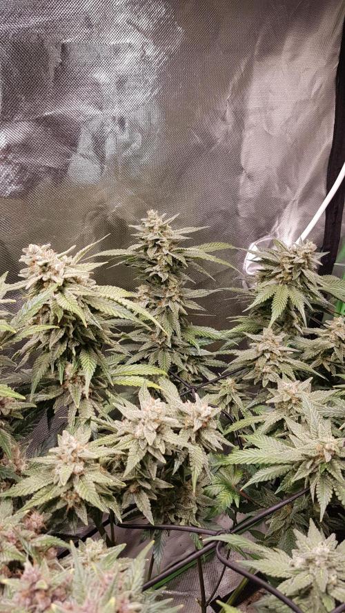 Haze goes Purple. Week 9