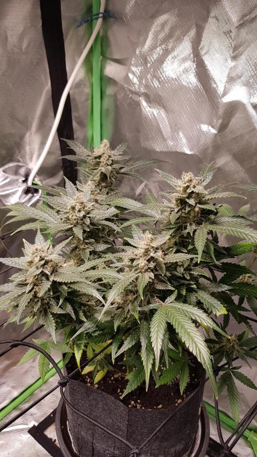 Fruity Cookies. Week 9