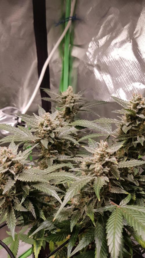 Fruity Cookies. Week 9