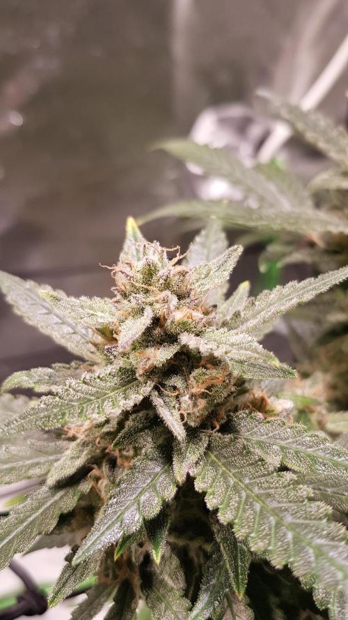 Fruity Cookies. Week 9