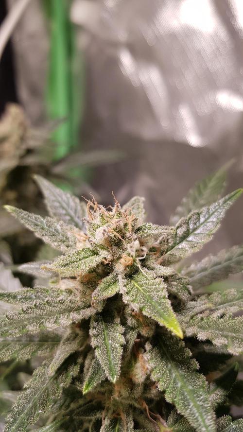 Fruity Cookies. Week 9