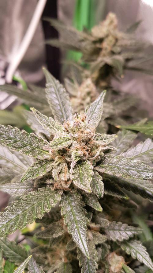 Fruity Cookies. Week 9