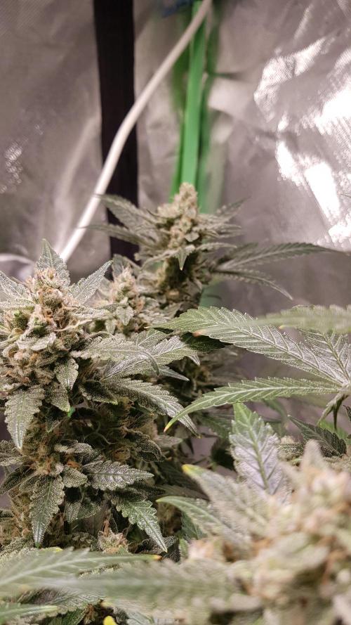 Fruity Cookies. Week 9