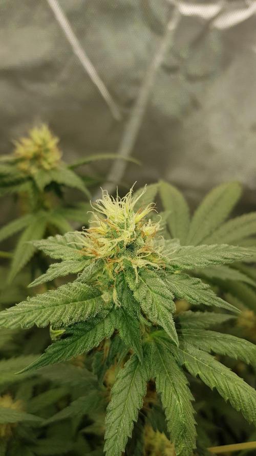 Breeding Special. Week 9