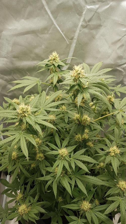 Breeding Special. Week 9